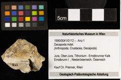 Foto (Objekt + Etiketten) von Decapoda indet. (NHMW-GEO-1990-0041-0112)